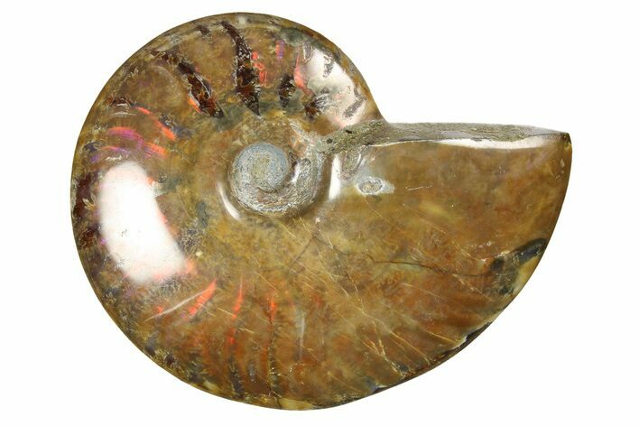 Red Flash Ammonite Fossil - Madagascar #187240
